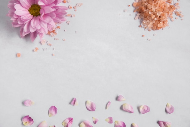 Aster pink flower and himalayan salt with petals on white background