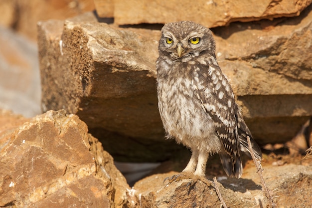 Athene noctua owl perched on rocks during daytime