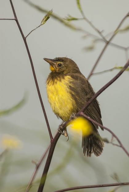 Atlantic canary bird sitting on the branches of a plant