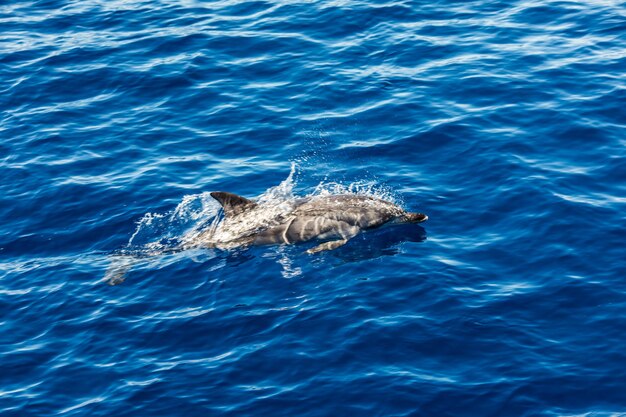 アゾレス諸島近くの大西洋スジイルカ。海の波の中のイルカ