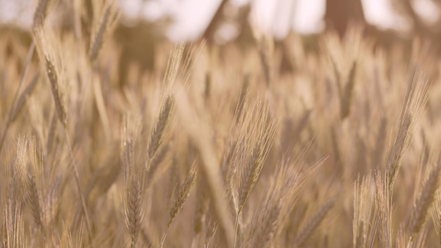 Atmospheric cinematic warm closeup view of blurred ears of wheat in sun rays High quality photo image Fertile land concept