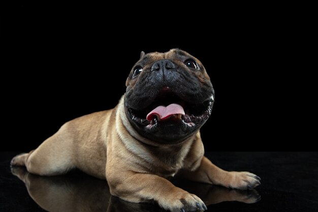 気をつけた。若いフレンチブルドッグがポーズを取っています。かわいい犬やペットは、黒い背景で隔離されて遊んで、走って、幸せそうに見えます。スタジオ写真撮影。動き、動き、行動の概念。コピースペース。