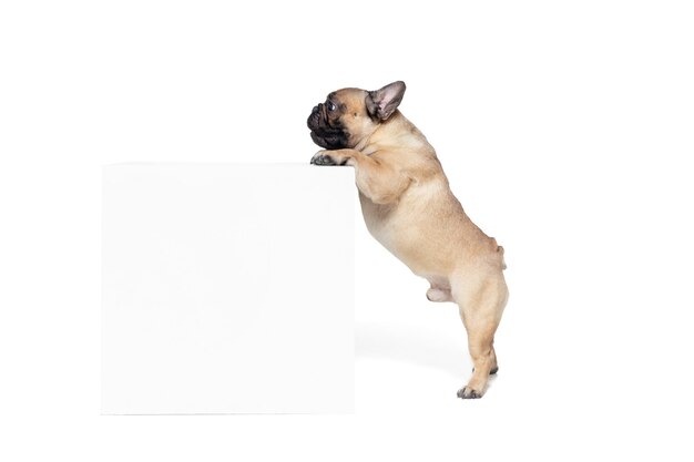Attented. Young French Bulldog is posing. Cute doggy or pet is playing, running and looking happy isolated on white background. Studio photoshot. Concept of motion, movement, action. Copyspace.