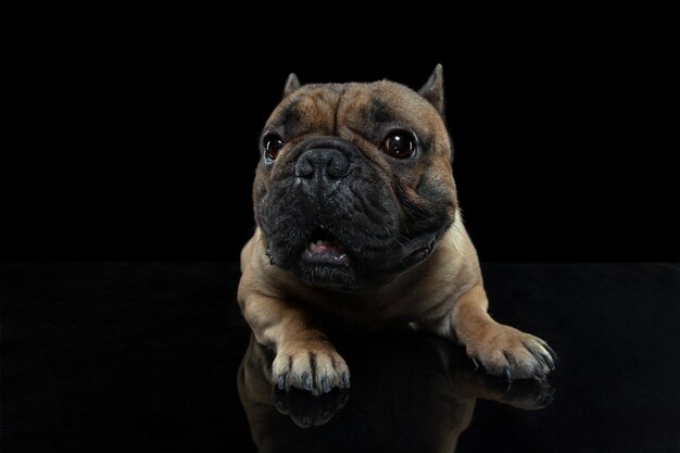 Attention. Young French Bulldog is posing isolated on black wall.