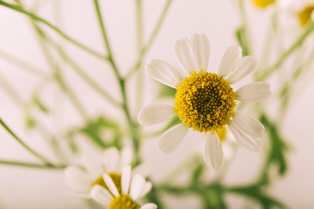 Attractive oxeye daisy flower blooming outdoors