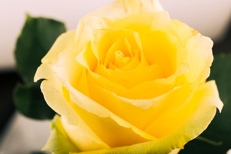 Free Photo attractive yellow flower blooming outdoors