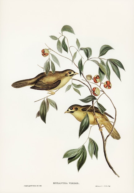 Free photo australian bell bird (myzantha melanophrys) illustrated by elizabeth gould