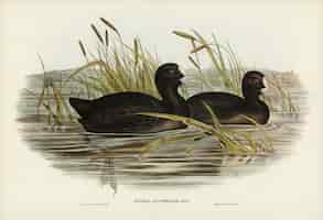 Free photo australian coot (fulica australis) illustrated by elizabeth gould