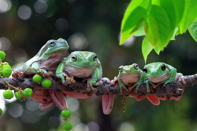 Australian frogs  on branch