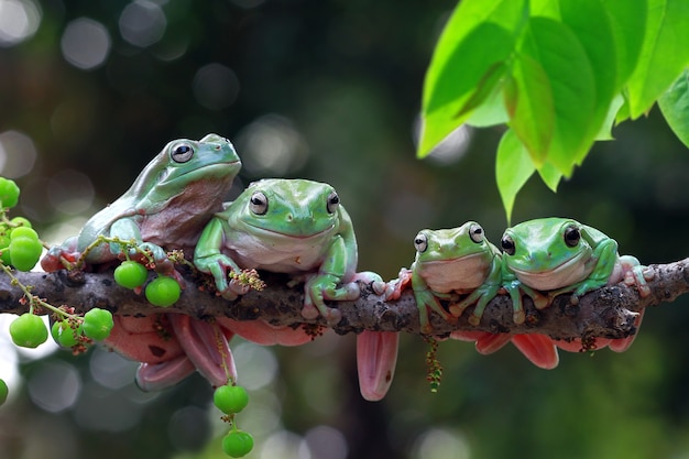 Australian frogs  on branch