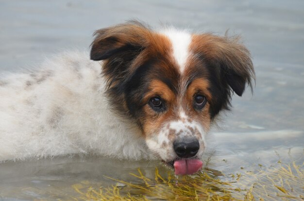 海藻の近くで海水を飲むオーストラリアンシェパードの子犬。