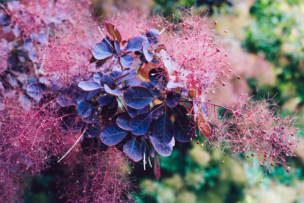 Australian shrub smoke tree