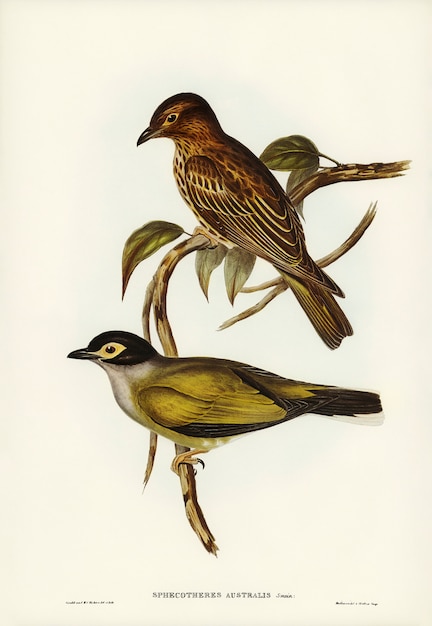 Australian Sphecotheres (Sphecotheres Australis) illustrated by Elizabeth Gould 