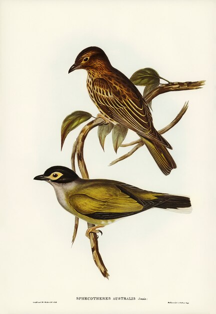 australian sphecotheres (sphecotheres australis) illustrated by elizabeth gould 