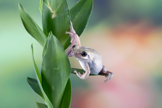 Free photo australian tree frog closeup on green leaves desert tree frog closeup