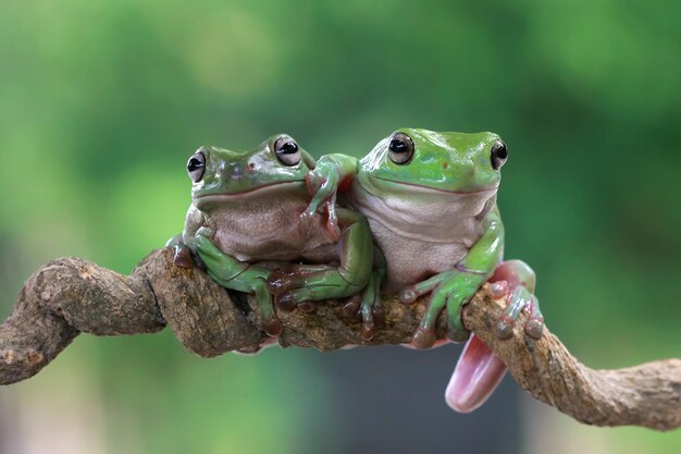 Australian white tree frog on branch three dumpy frog on branch