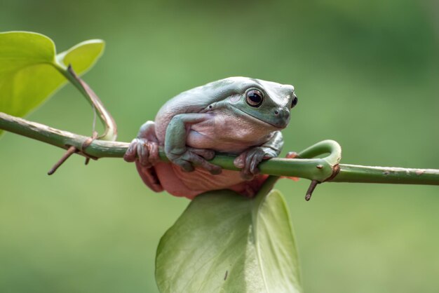 Australian white tree frog on branch