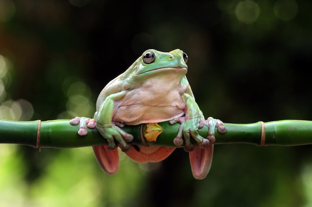 Australian white tree frog on branch