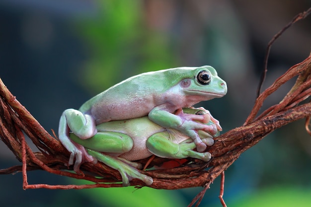 枝にオーストラリアの白いアマガエル