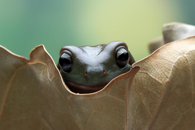 Australian white tree frog on dry leaves dumpy frog on branch animal closeup amphibian closeup