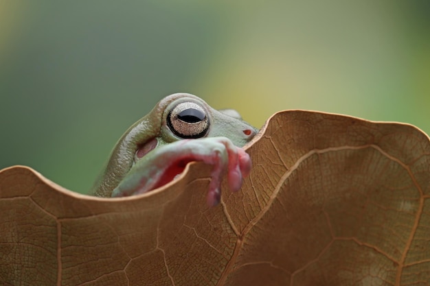 Australian white tree frog on dry leaves dumpy frog on branch animal closeup amphibian closeup