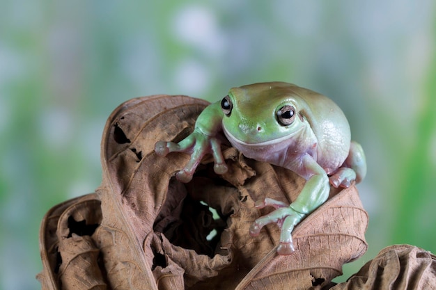 Australian white tree frog on green leaves dumpy frog on branch animal closeup amphibian closeup