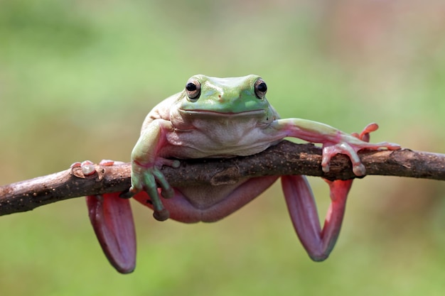 緑の葉のオーストラリアの白いアマガエル枝の動物のクローズアップ両生類のクローズアップのダンプカエル