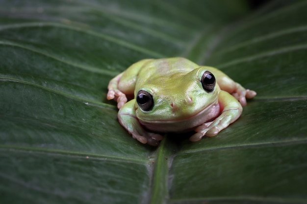 Australian white tree frog on leaves dumpy frog on branch animal closeup amphibian closeup