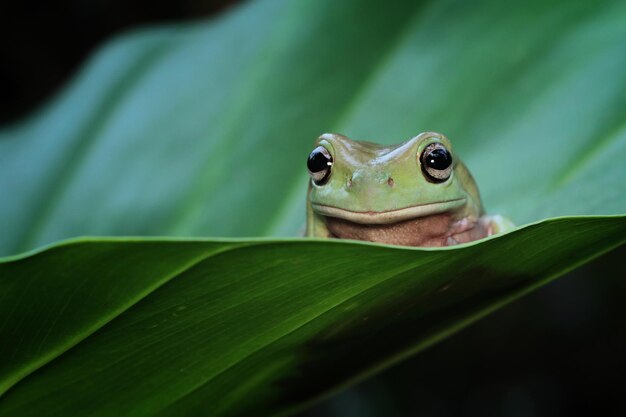 葉の上のオーストラリアの白いアマガエル枝の動物のクローズアップ両生類のクローズアップのダンピーカエル