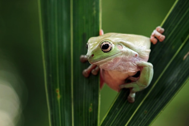 Australian white tree frog on leaves dumpy frog on branch animal closeup amphibian closeup