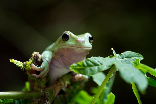 Australian white tree frog on leaves dumpy frog on branch