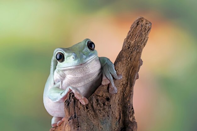 Australian white tree frog on leaves dumpy frog on branch