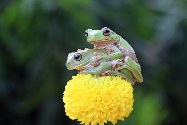 Australian white tree frog on leaves dumpy frog on flower