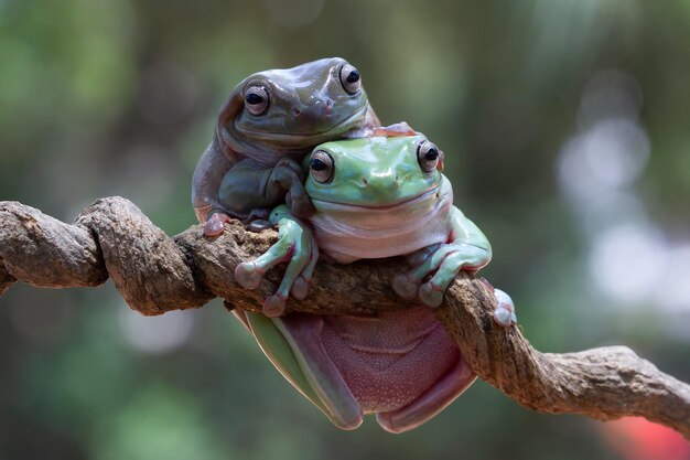 Australian white tree frog on leaves