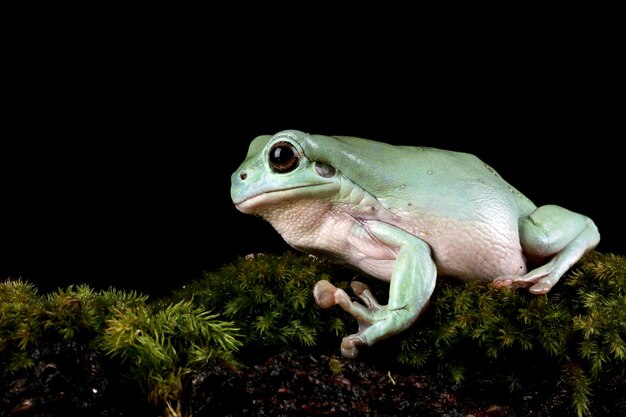 Australian white tree frog on moss