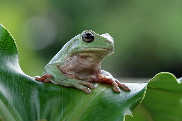 Australian white tree frog org dumpy frog on green leaves