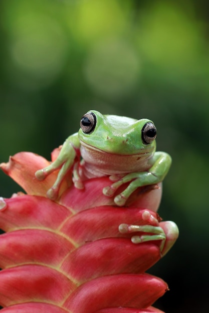 Australian white tree frog on red bud