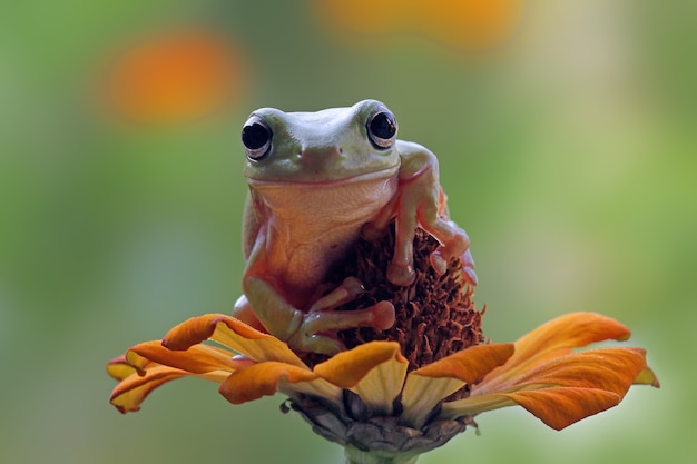 花の上に座っているオーストラリアの白いアマガエル