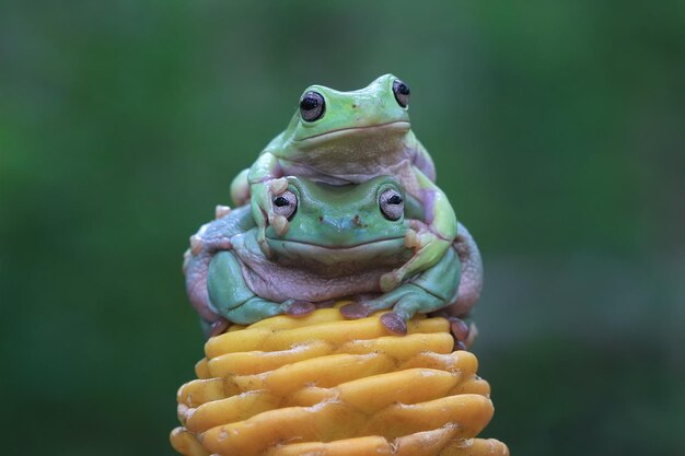 Australian white tree frog on yellow bud dumpy frog on branch