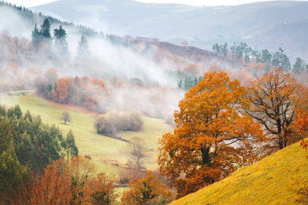 秋の木と霧