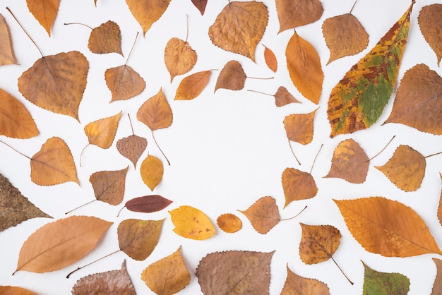 Autumn arrangement of fallen leaves