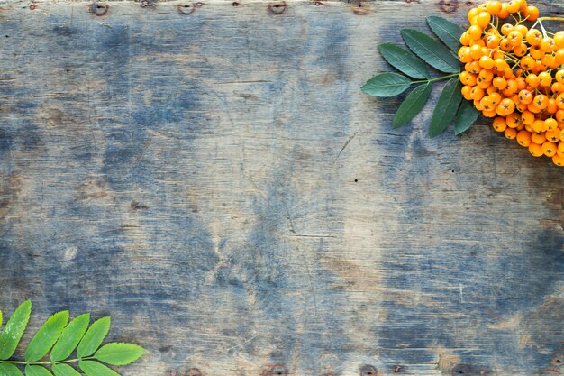 Autumn background. A bunch of rowan berries on an old wooden background. View from above. Copy space.