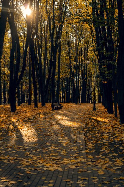 秋の背景。市立公園の落ち葉。