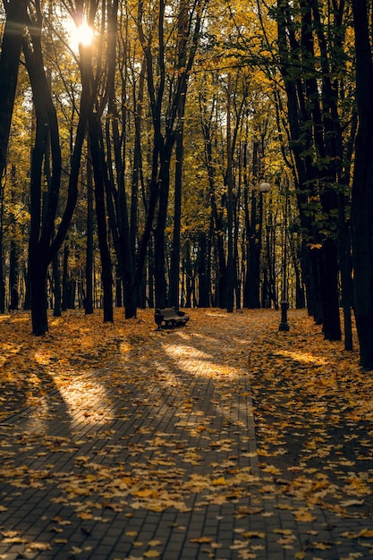秋の背景。市立公園の落ち葉。