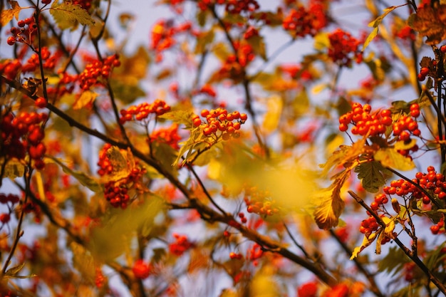 autumn background. red rowan berries on a background of blue sky.