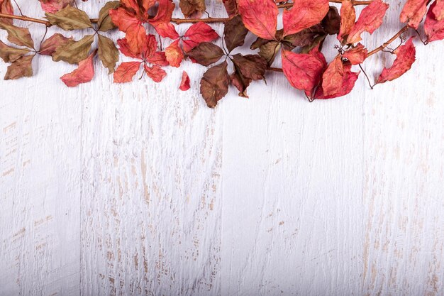 Autumn background with copy space available. Red colored leaves on white wooden background