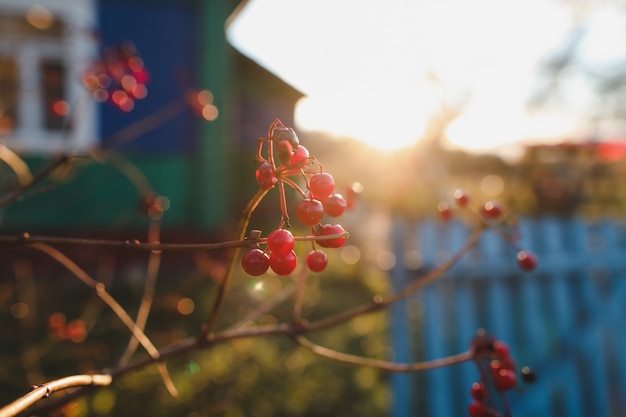 Осенний фон с красными ягодами на ветвях в саду Premium Фотографии