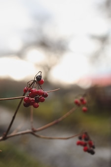 庭の枝に赤いベリーと秋の背景 Premium写真