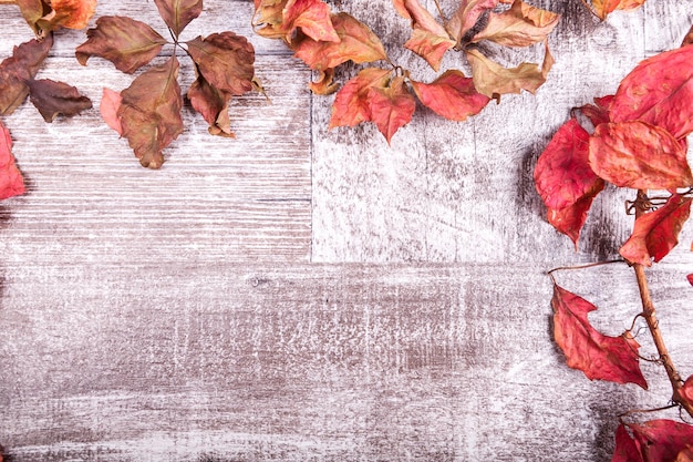 Autumn background with red leaves and copy space available