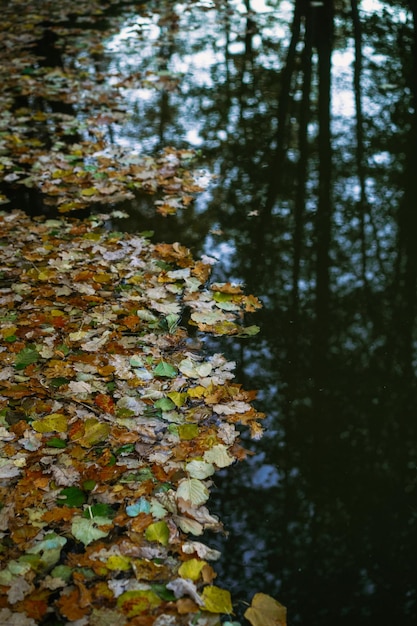 秋の背景。水に黄色の葉。